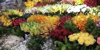 Shop hoa tươi huyện Mộc Châu